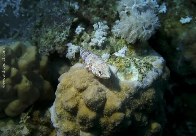 reef_lizardfish_synodus_variegatus_divedict_red_sea_red_rotes_sea_diving_bio_lexicon_lexicon