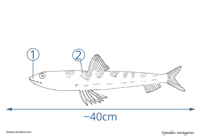 Synodus variegatus_fisch_fish_tauchen_diving_divedict_red_sea_rotes_meer_scuba_lexikon_lexicon_unterwasserwelt