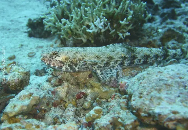 sand-lizardfish_synodus_dermatogenys_divedict_red_sea_red_rotes_sea_bio-lexicon lexicon