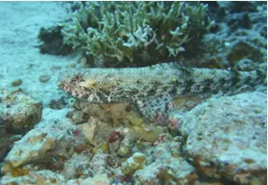 Clearfin lizardfish