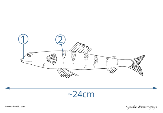 Synodus dermatogenys_divedict_tauchen_diving_scuba_red_sea_rotes_meer