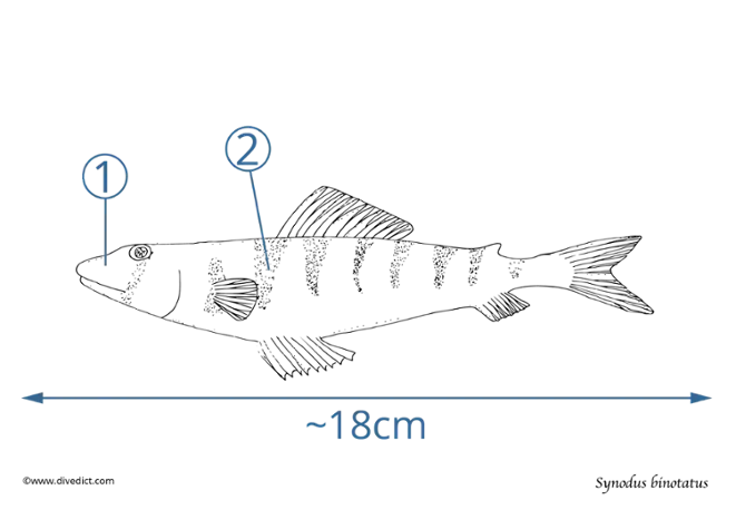 Synodus binotatus_fish_fisch_divedict_tauchen_diving_unterwasser_meer_biologie_ocean_red_sea_indian ocean