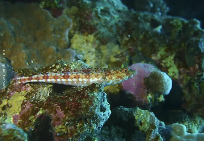 two-point_lizardfish_synodus_binotatus_divedict_red_sea-rotes_sea1