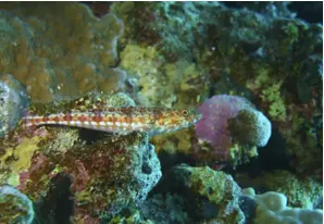 Two dot lizardfish