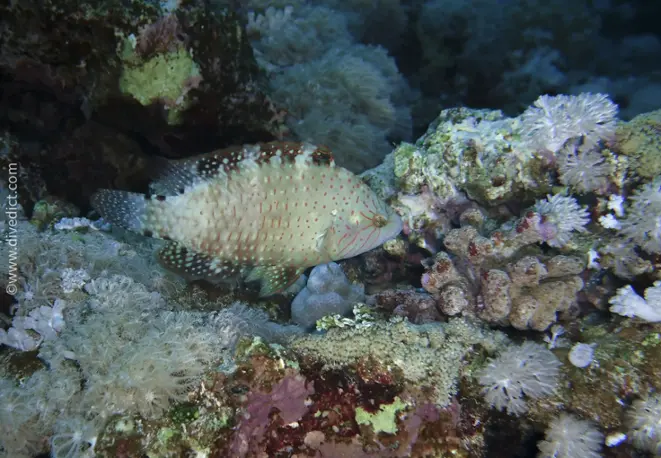 abudjubbe_wrasse_cheilinus_abudjubbe_divedict_bio_lexicon_lexicon_red_sea_rotes_meer