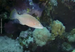 wangenstreifen_lippfisch_oxycheilinus_diagrammus_red_sea_tauchen_diving_bio_lexikon_lexicon1