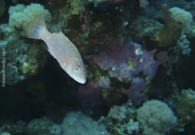 wangenstreifen_lippfisch_oxycheilinus_diagrammus_red_sea_tauchen_diving_bio_lexikon_lexicon2