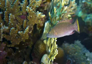 wangenstreifen_lippfisch_oxycheilinus_diagrammus_red_sea_tauchen_diving_bio_lexikon_lexicon