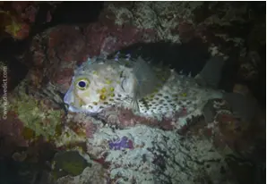 Orbicular burrfish