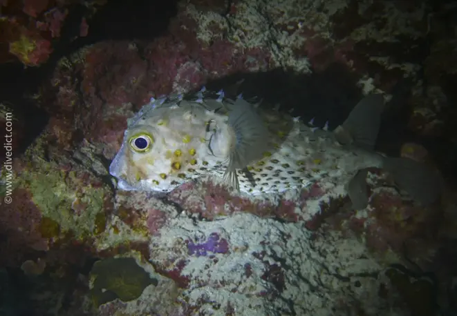 short-spik_hedgehogfish_cyclichthys_orbicularis_divedict_diving_bio_lexicon_lexicon