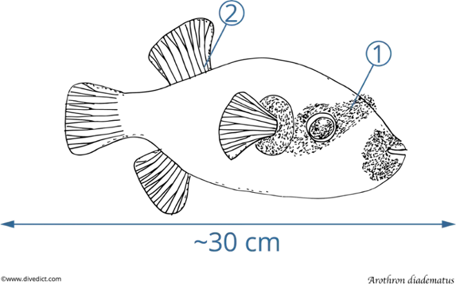 Arothron diadematus_divedict_tauchen_diving_lexicon_biological_red_sea_rotes_meer