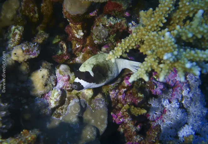 Masken_Kugelfisch_arothron_diadematus_divedict_diving_tauchen_bio_lexicon_lexikon 