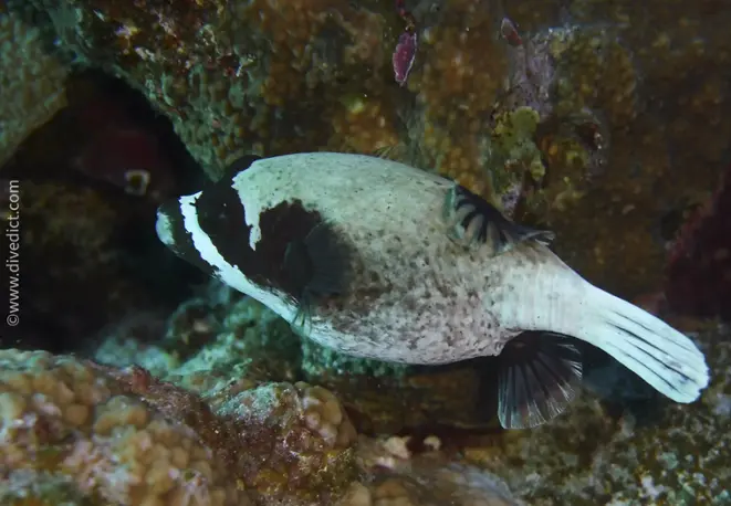 Masken_Kugelfisch_arothron_diadematus_divedict_diving_tauchen_bio_lexicon_lexikon12 