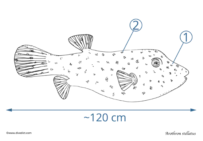 arothron stellatus_divedict_tauchen_diving_lexicon_biology_red_sea_rotes_meer