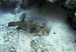 giant pufferfish_arothron_stellatus_divedict_diving_diving_bio_lexicon_lexicon1