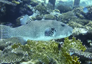giant pufferfish_arothron_stellatus_divedict_diving_diving_bio_lexicon_lexicon4