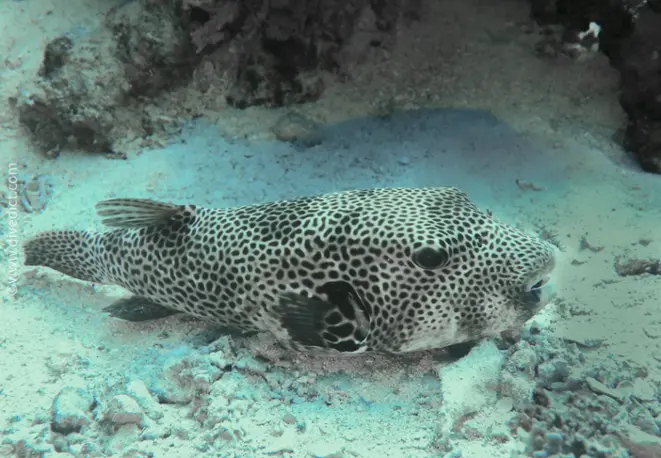 giant pufferfish_arothron_stellatus_divedict_diving_diving_bio_lexicon_lexicon