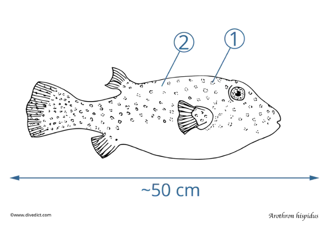 arothron hispidus_divedict_red_sea_rotes_meer_tauchen_diving_lexicon_lexikon_unterwaterworld_marine_biology