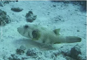 White-spotted pufferfish