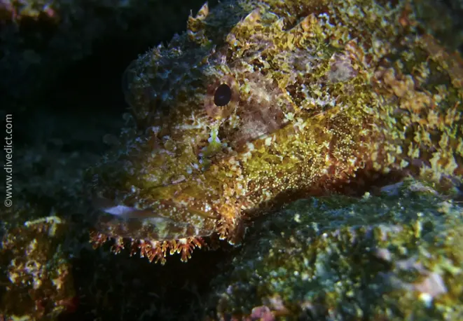 bearded_scorpionfish_scorpaenopsis_barbatus_divedict_diving_bio_lexicon_lexicon_red_sea_red_rotes_sea2