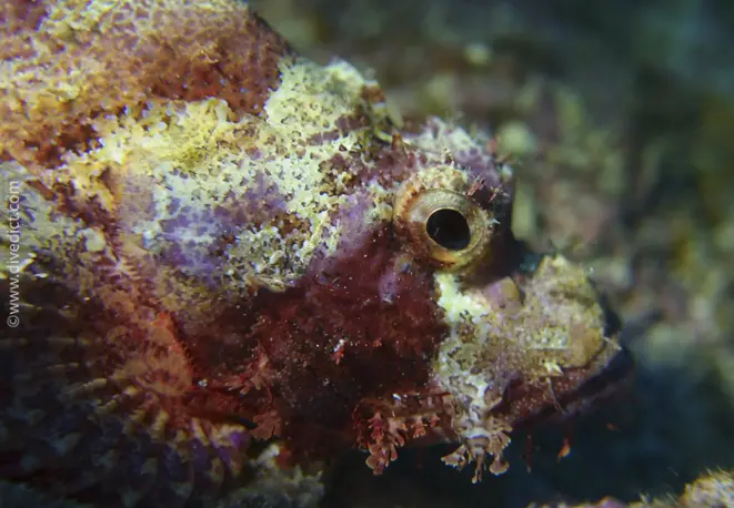 bearded_scorpionfish_scorpaenopsis_barbatus_divedict_diving_bio_lexicon_lexicon_red_sea_red_rotes_sea3