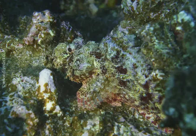 bearded_scorpionfish_scorpaenopsis_barbatus_divedict_diving_bio_lexicon_lexicon_red_sea_red_red_rotes_sea5