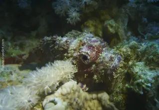 bearded_scorpionfish_scorpaenopsis_barbatus_divedict_diving_bio_lexicon_lexicon_red_sea_red_rotes_sea6