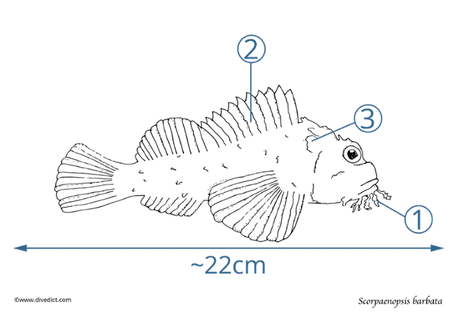 Scorpaenopsis barbata_divedict_tauchen_unterwasser_underwater_marinelife