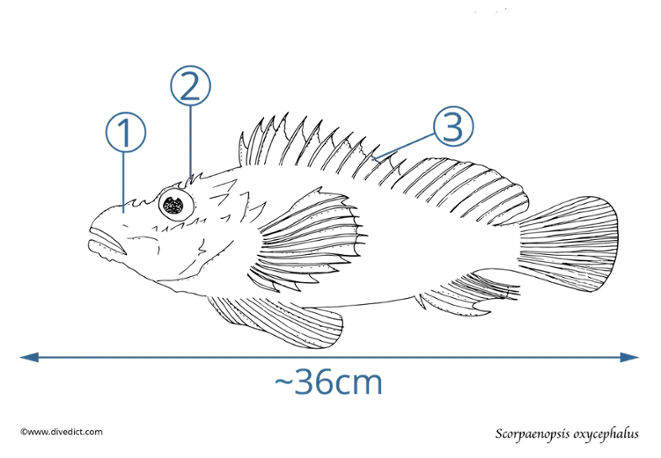 Scorpaenopsis oxycephalus_diving_tauchen_unterwasserwelt_divedict