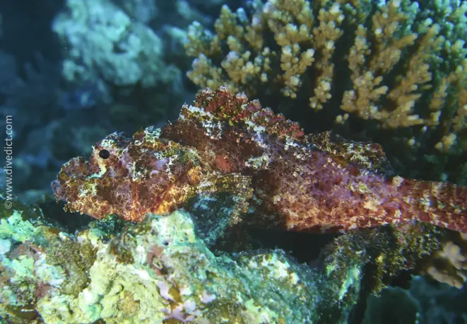 smallscale_scorpionfish_scorpaenopsis_oxycephala_divedict_diving_tauchen_bio_lexicon_lexikon_red_sea_rotes_meer.1