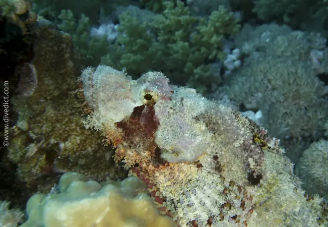 smallscale_scorpionfish_scorpaenopsis_oxycephala_divedict_diving_tauchen_bio_lexicon_lexikon_red_sea_rotes_meer.5