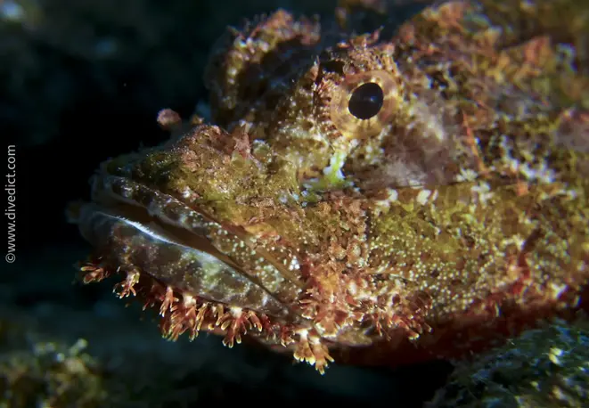 smallscale_scorpionfish_scorpaenopsis_oxycephala_divedict_diving_tauchen_bio_lexicon_lexikon_red_sea_rotes_meer