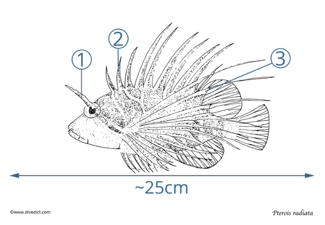 pterois radiata_tauchen_diving_underwaterworld_unterwasser_scuba_meer_ocean