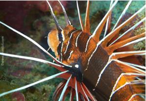 Clearfin lionfish