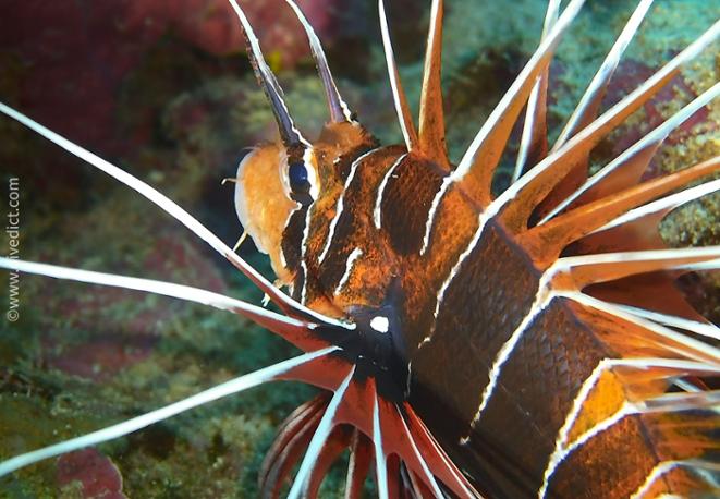 firefish_petrois_radiata_red_sea_red_red_red_sea_diving_divedict2