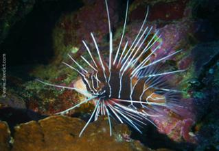 firefish_petrois_radiata_red_sea_red_red_red_sea_diving_divedict3