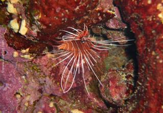 firefish_petrois_radiata_red_sea_red_red_rotes_sea_diving_divedict