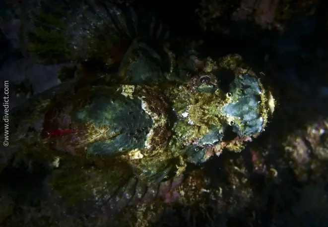 echter_rockfish_synanceia_verrucosa_divedict_diving_diving_bio-lexicon-lexicon4