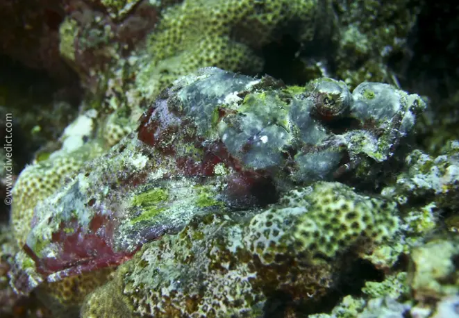 echter_rockfish_synanceia_verrucosa_divedict_diving_diving_bio-lexicon-lexicon6