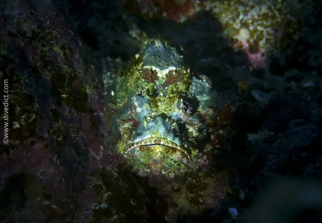 echter_rockfish_synanceia_verrucosa_divedict_diving_diving_bio-lexicon lexicon