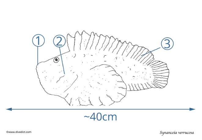 synanceia verrucosa_divedict_tauchen_lexicon_lexikon_scuba_ocean_meer
