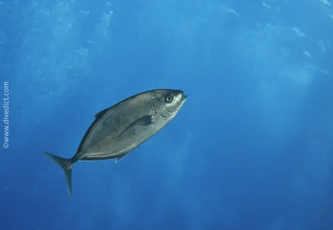 yellow_dotted_trevally_carangoides_fulvoguttatus_divedict_diving_red_sea_rotes_meer_bio_lexicon_lexicon