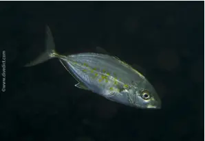 Orangespotted trevally