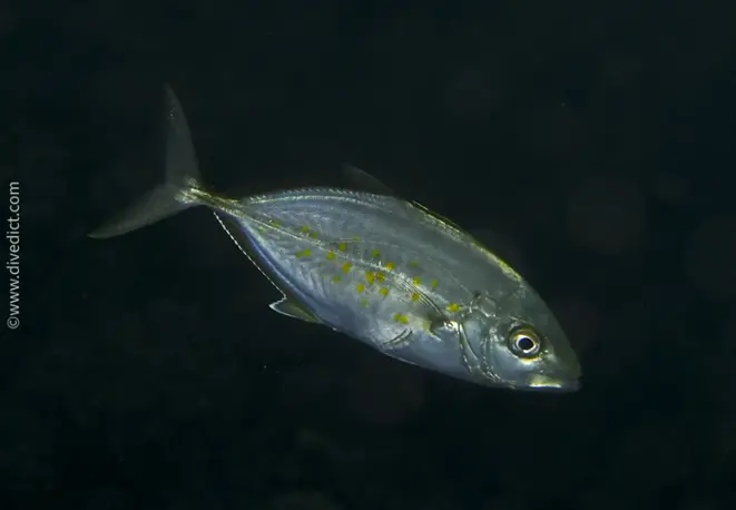 lemon-stingmackerel_carangoides-bajad_divedict_diving_diving_bio_lexicon_lexicon