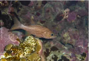 Tiger-Kardinalbarsch