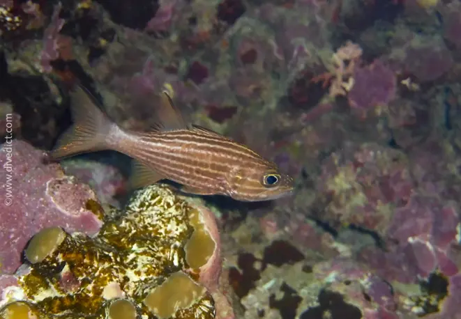 Tiger-kardinalfisch-cheilodipterus-macrodon_divedict_tauchen_divedict_bio_lexicon_lexikon