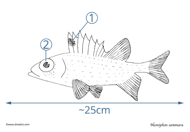 Neoniphon sammara_divedict_red_sea_rotes_meer_diving_tauchen_lexicon_ocean