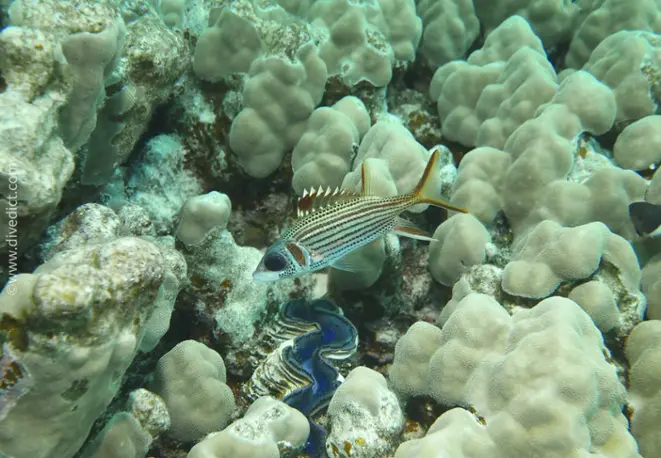 spotfin_squirrelfish_neoniphon_sammara_divedict_tauchen_diving_bio_lexikon_lexicon_red_sea_rotesmeer2