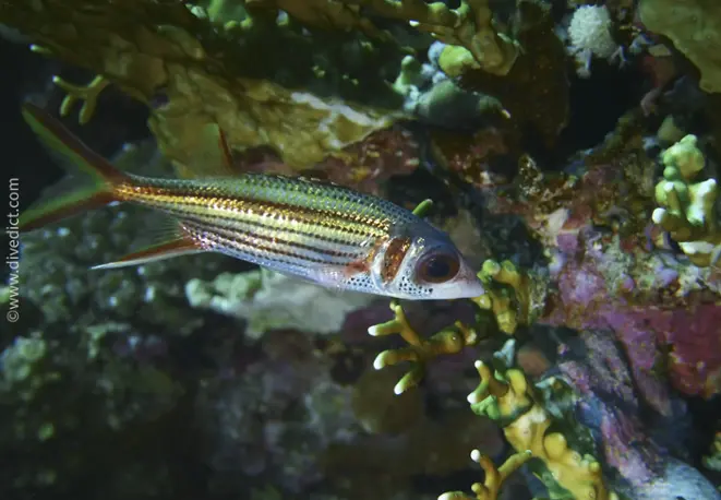 spotfin_squirrelfish_neoniphon_sammara_divedict_tauchen_diving_bio_lexikon_lexicon_red_sea_rotesmeer