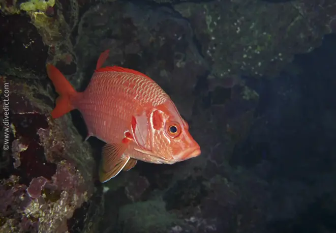 longjawed_squirrelfish_sargocentron_spiniferum_divedict_diving_tauchen_bio_lexicon_lexikon23